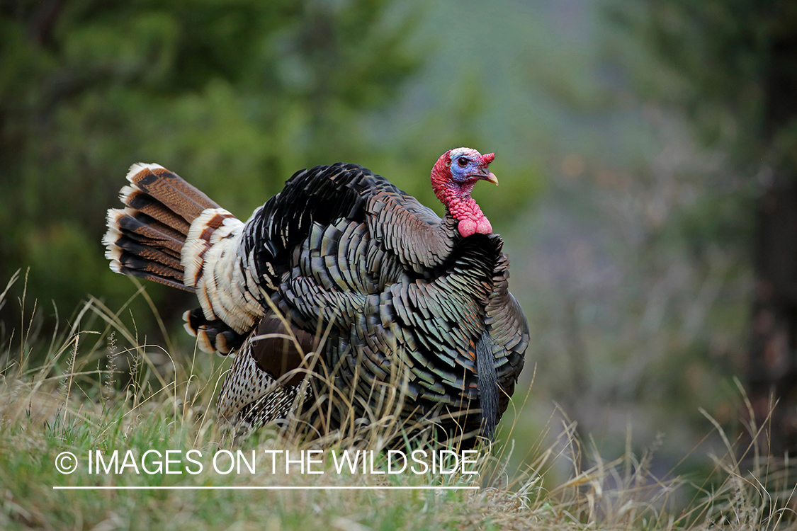 Merriam Turkey in habitat.