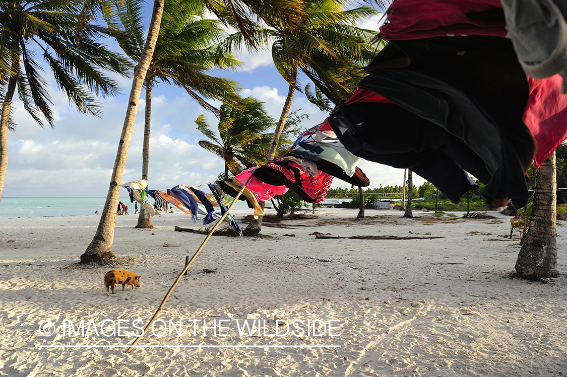 Clothes line on beach of Christmas Island.