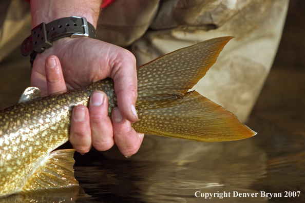 Fisherman with lake trout (close up of trout tail).