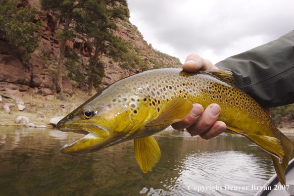 Brown trout being released by fisherman.