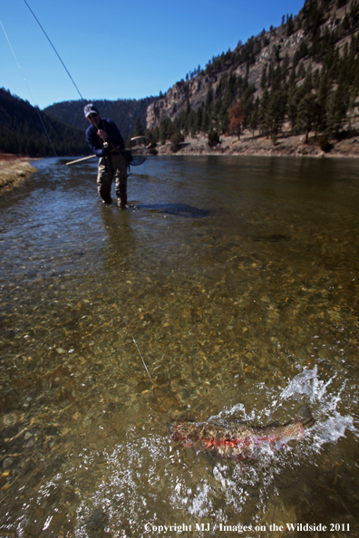 Flyfisherman fighting a nice rainbow trout.