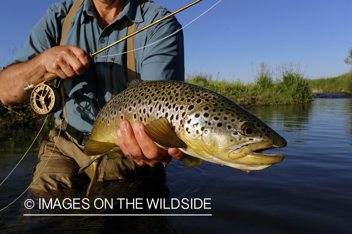 Flyfisherman with brown trout. 