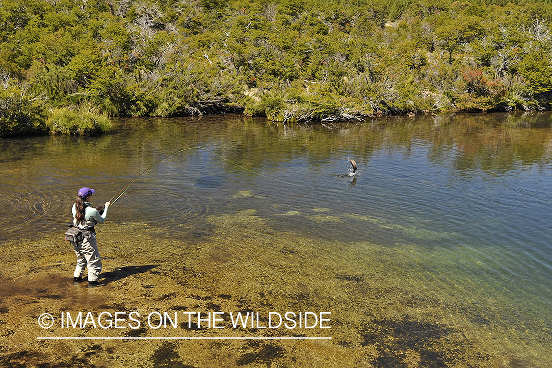 Flyfisherwoman fighting jumping rainbow trout on line.