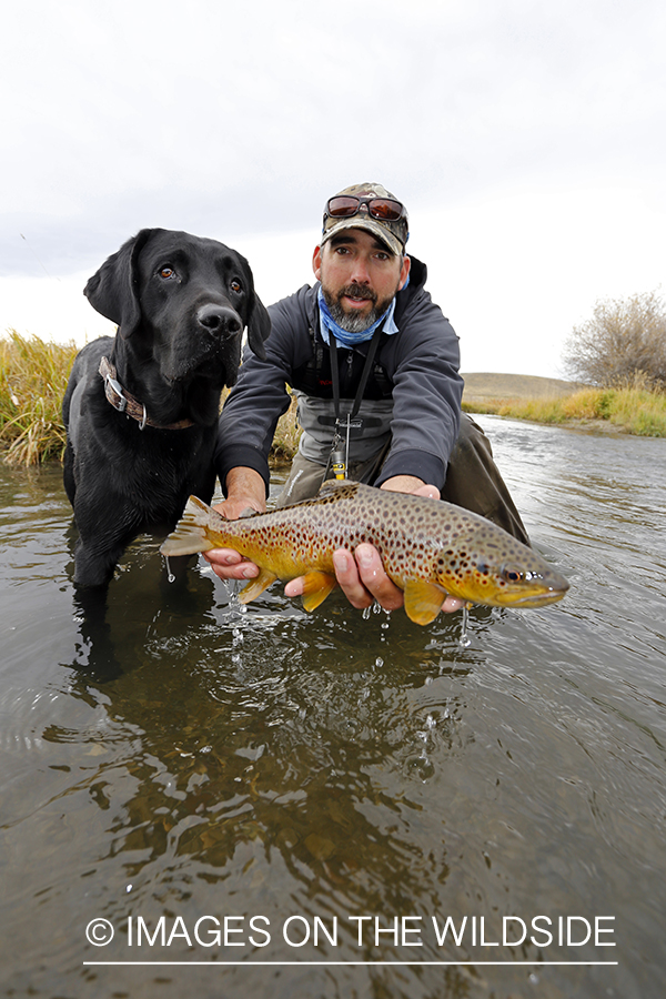 Flyfisherman and black lab releasing brown trout. 