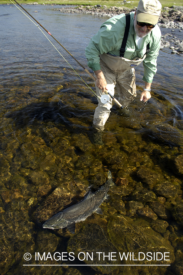 Flyfisherman fighting with Atlantic Salmon.