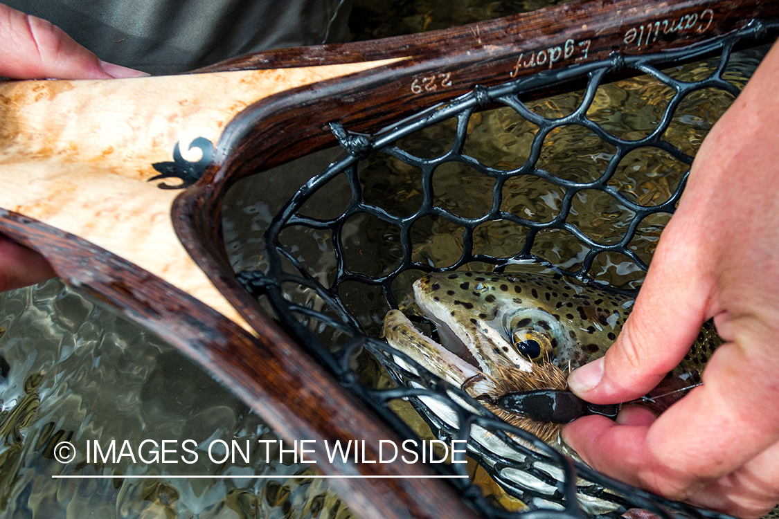 Rainbow trout in net with fly. 