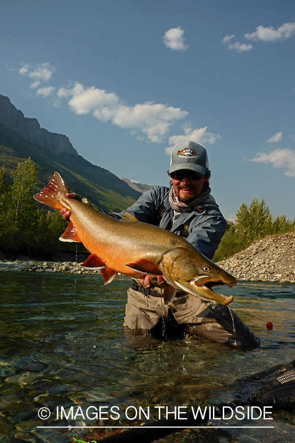 Flyfisherman releasing bull trout.