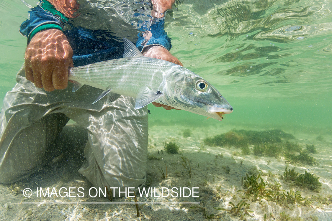 Flyfisherman releasing Bonefish.