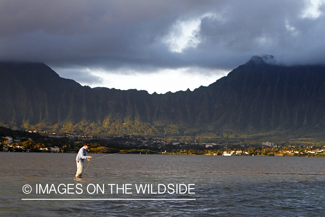 Saltwater flyfisherman fishing on flats, in Hawaii. 