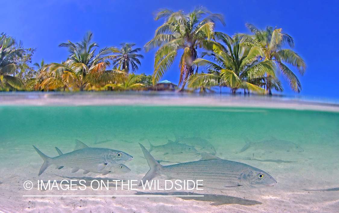 Bonefish in habitat.