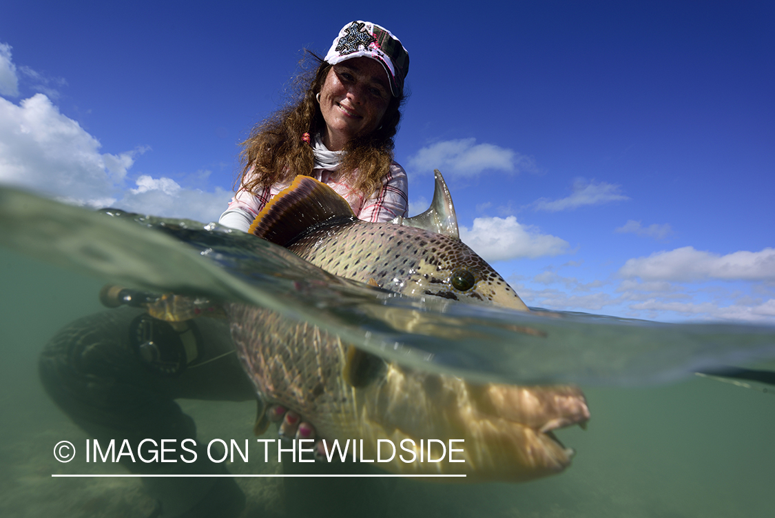 Woman releasing Peachy Triggerfish.