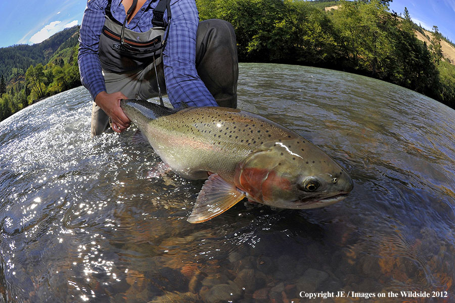 Flyfisher with steelhead catch.