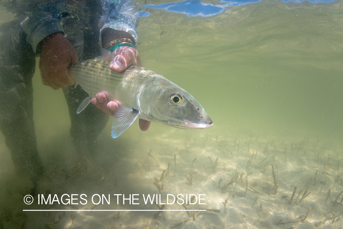 Flyfisherman releasing bonefish.