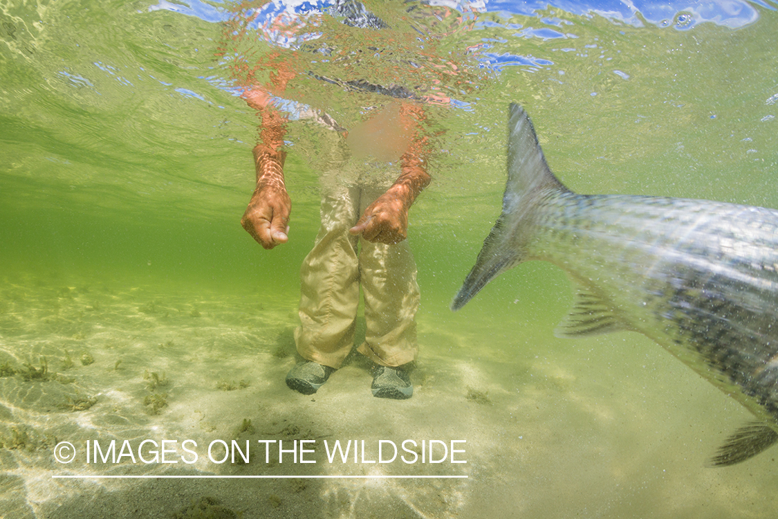 Flyfisherman releasing bonefish.