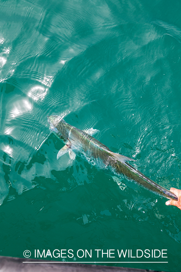 Flyfishing for queenfish off the coast of Dubai, UAE.