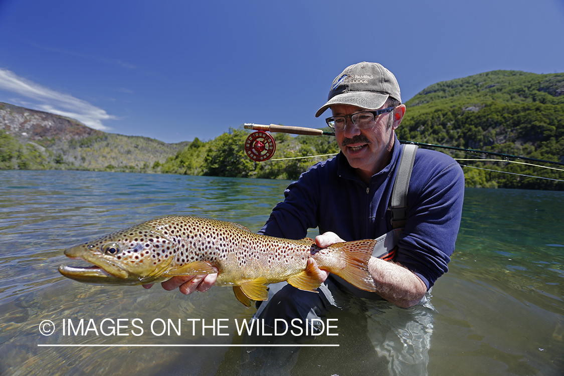 Flyfisherman releasing brown trout.