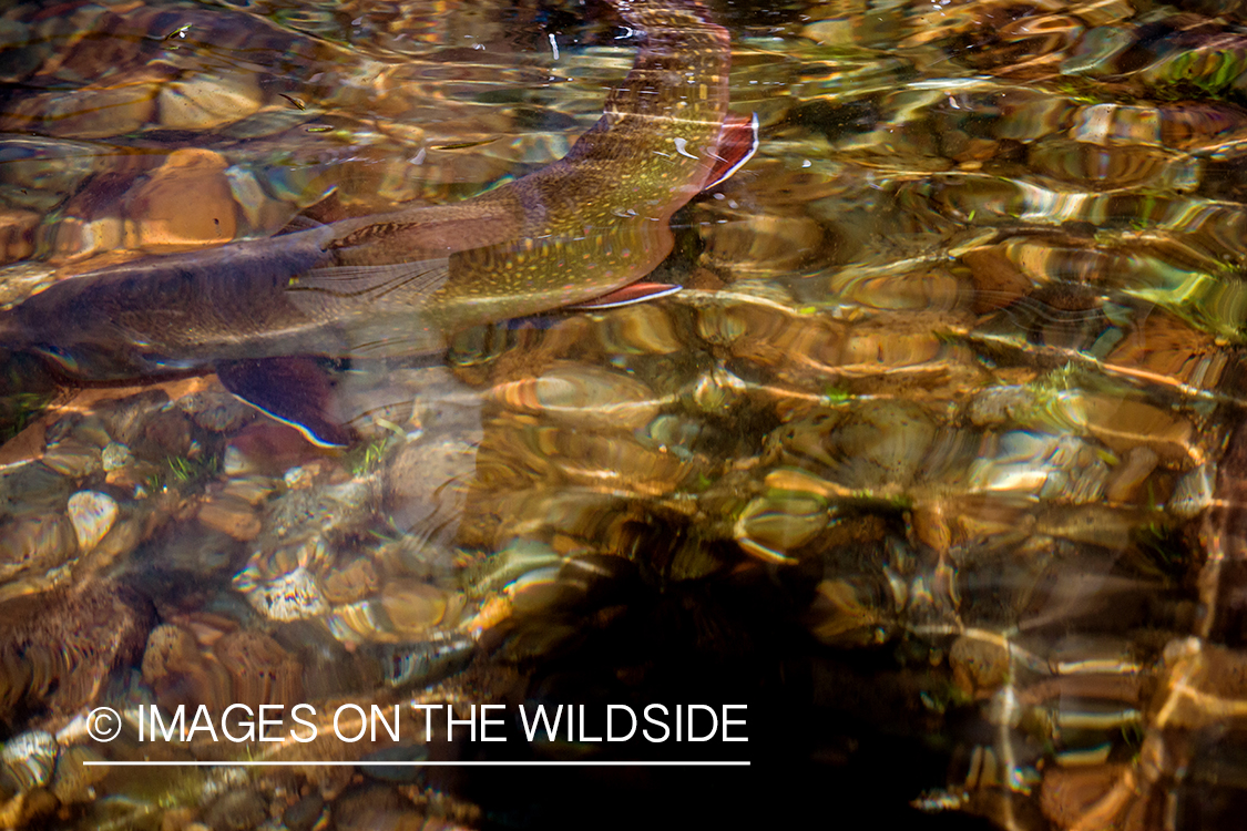 Flyfisherman releasing brook trout.