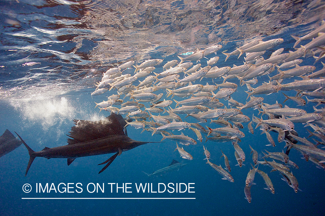 Sailfish hunting bait fish in open ocean.