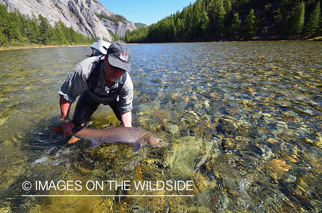 Fly fisherman releasing Taimen.