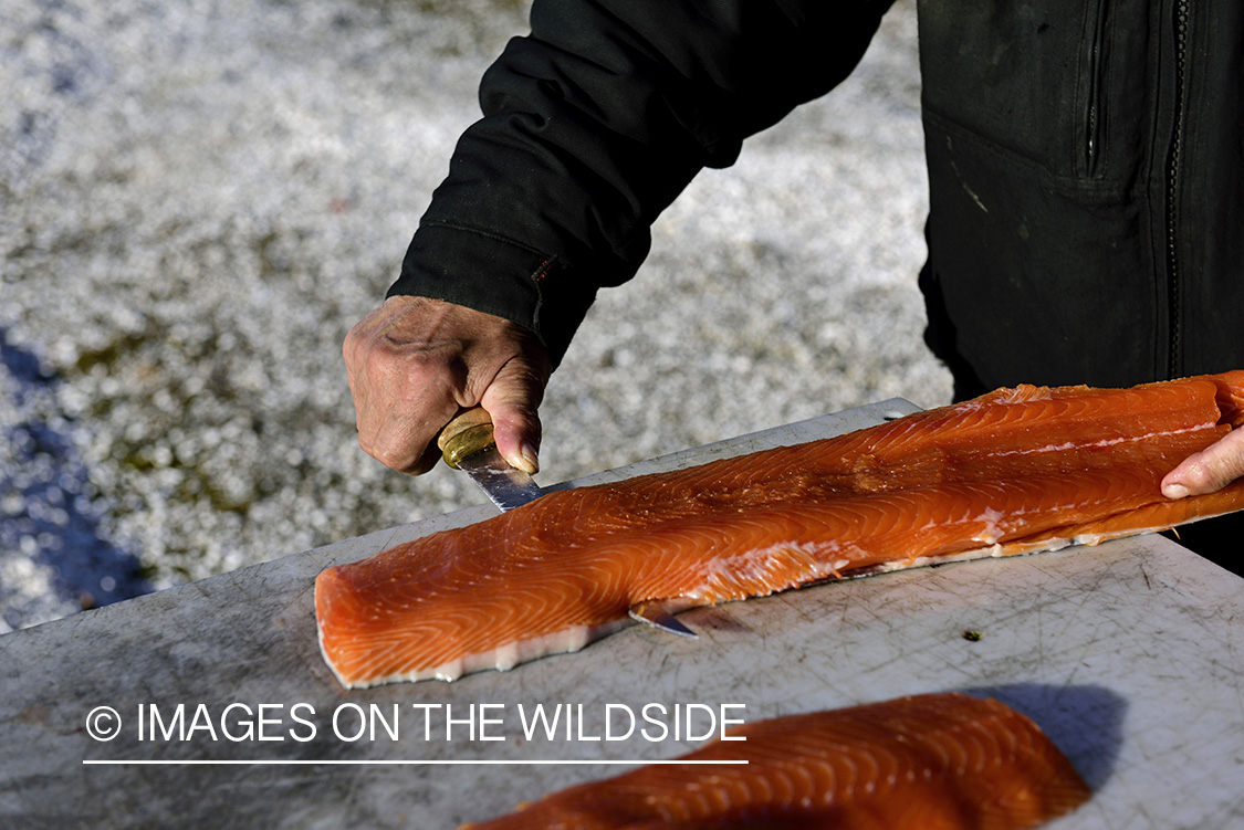 Northern native filleting Arctic Char.