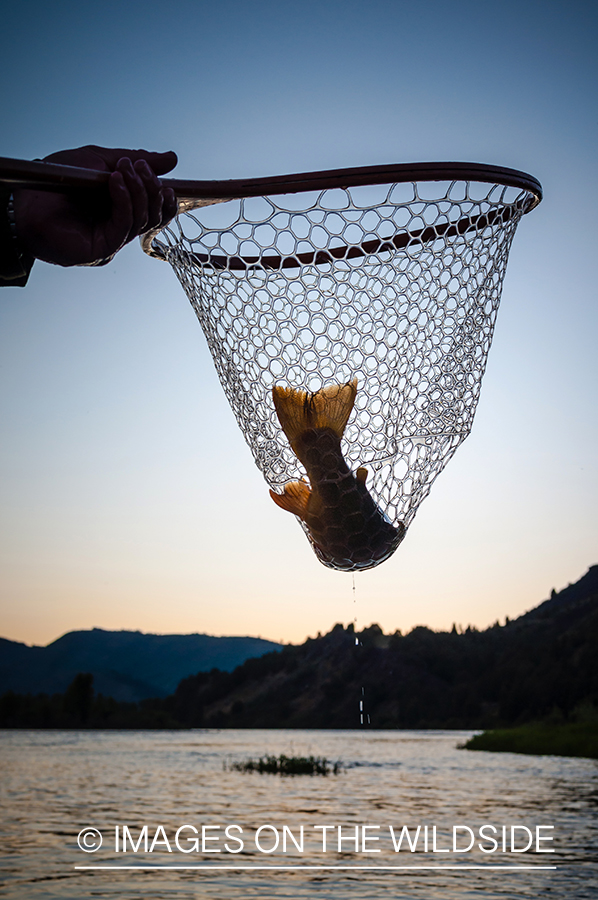 Trout in net.