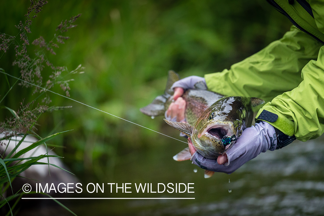 Flyfisherman with rainbow trout in Sedanka river in Kamchatka Peninsula, Russia.