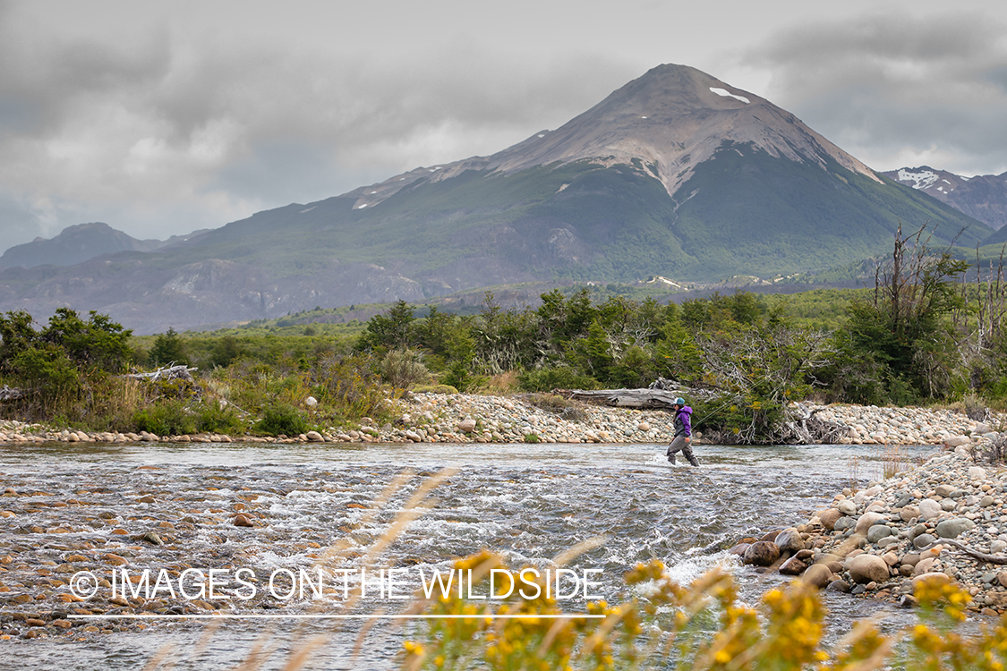 Woman fly fishing guide(Marcela Appelhanz) on stream.