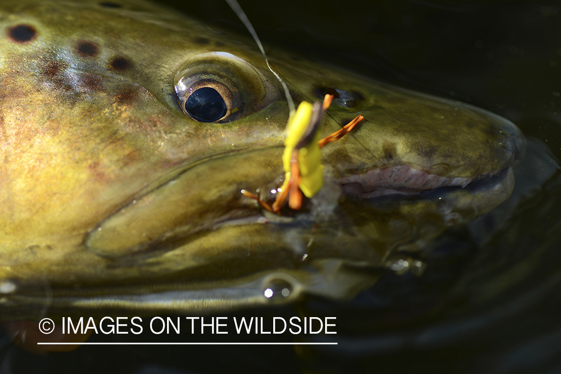 Closeup of brown trout with fly in mouth.