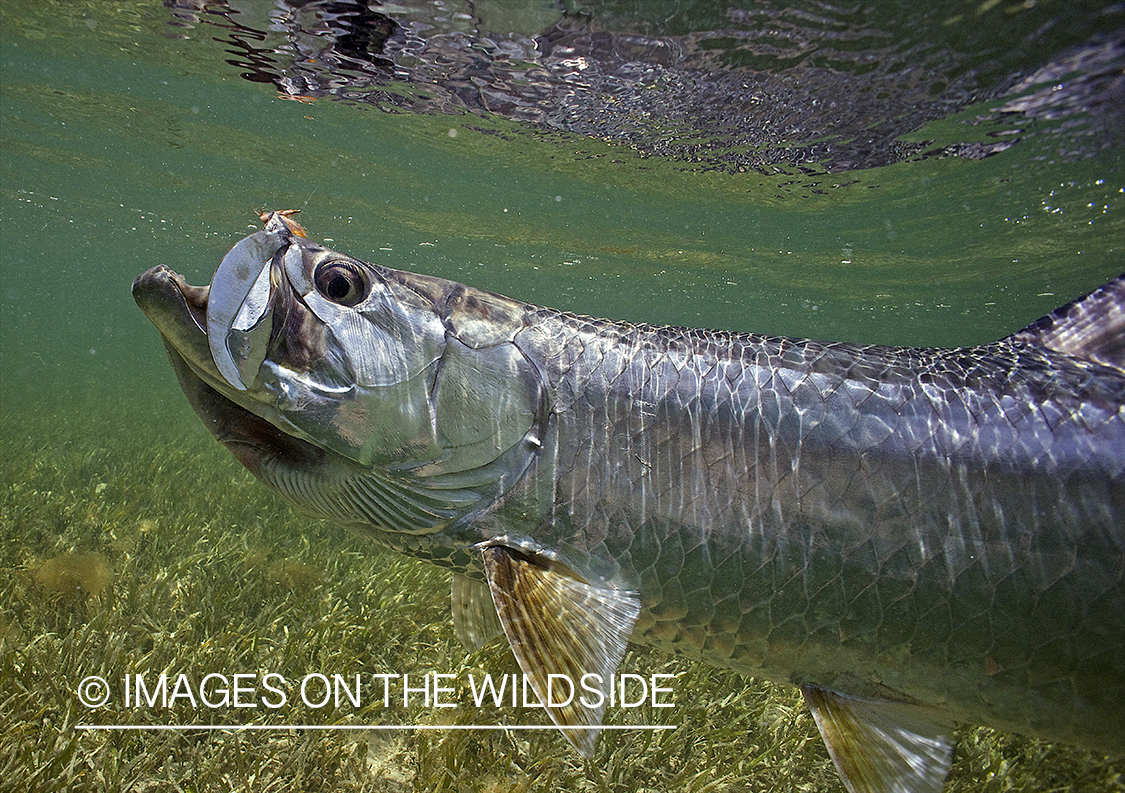 Tarpon underwater