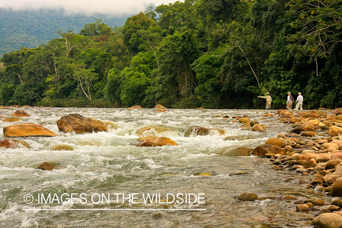 Fly Fishermen casting for Golden Dorado.