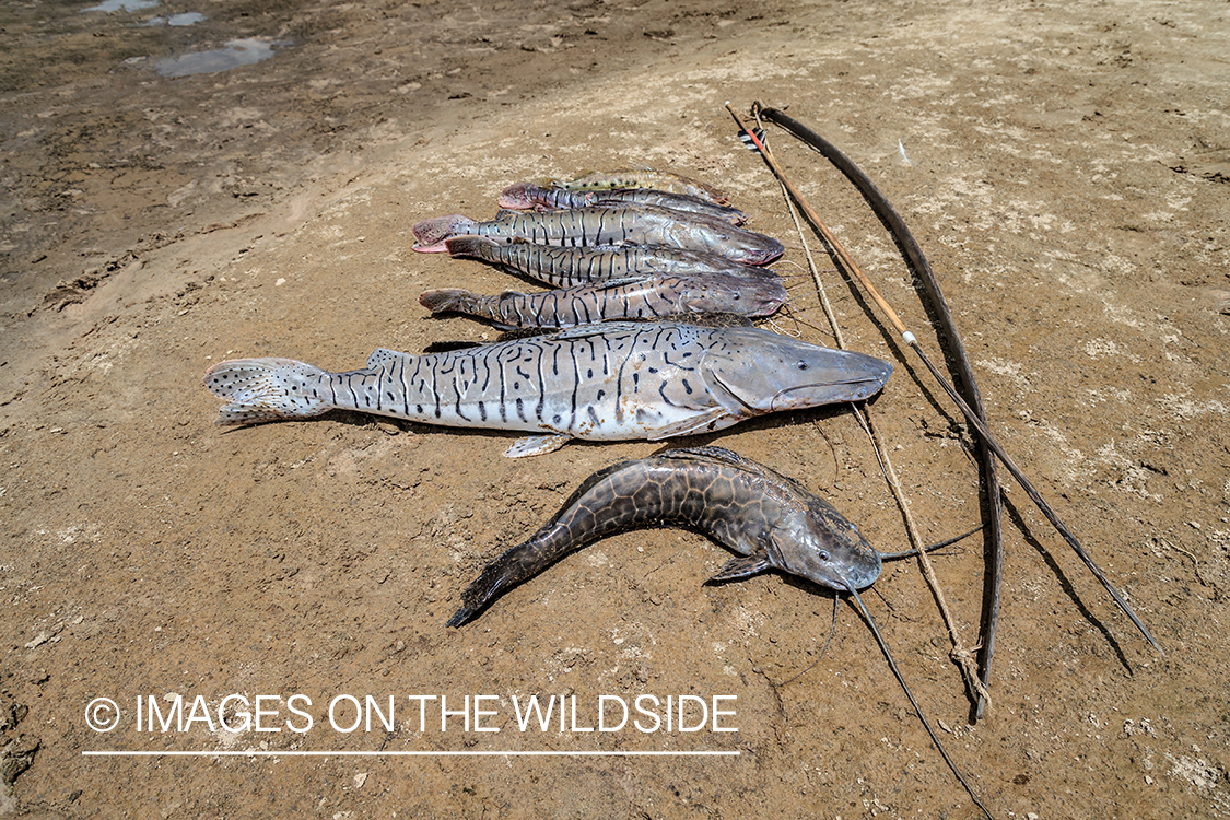 Flyfishing for Golden Dorado in Bolivia. (bow fishing)