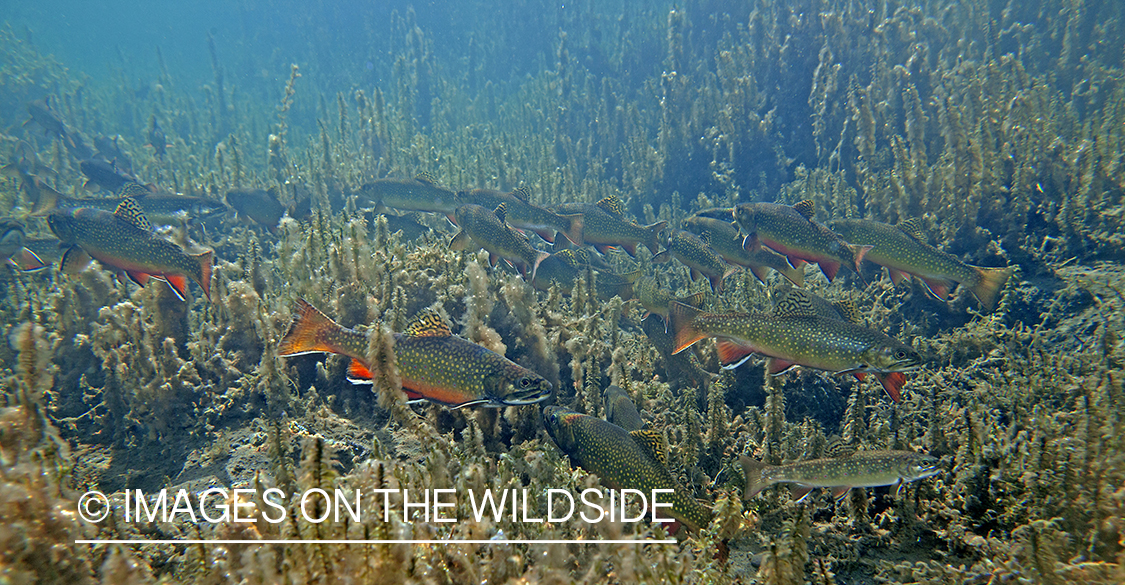 Brook trout in Montana.