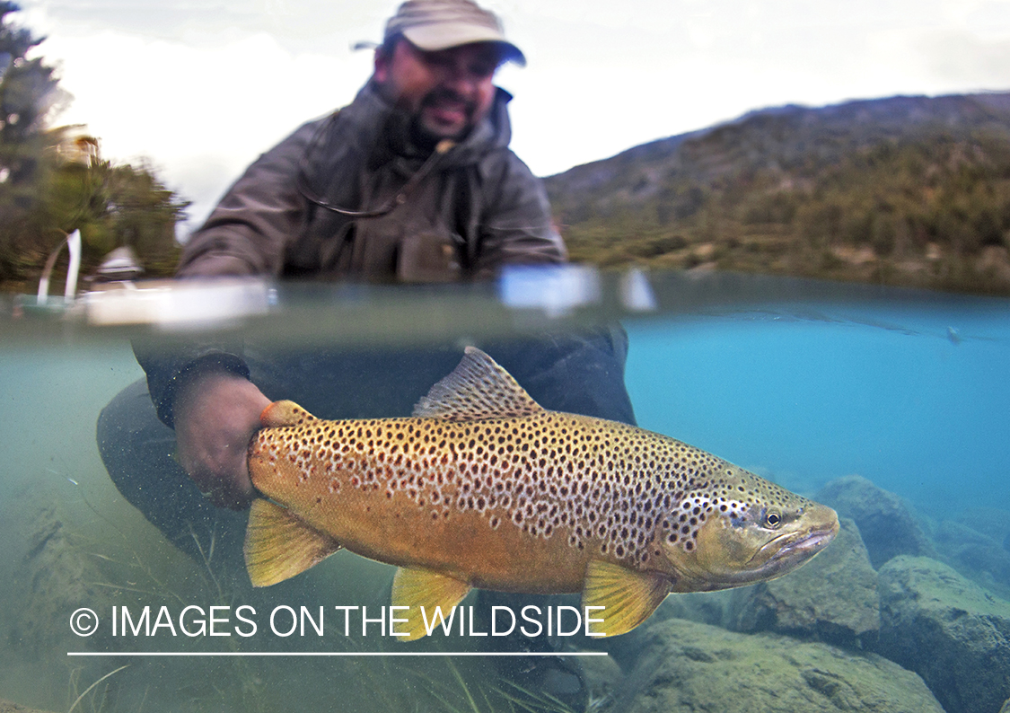 Fisherman holding Brown Trout.