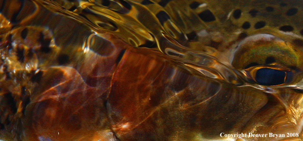 Rainbow trout underwater