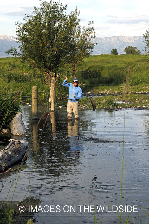 Fisherman fighting jumping rainbow trout.