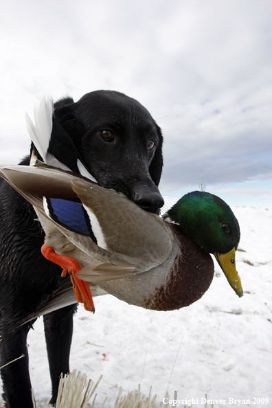 Water fowl hunting.