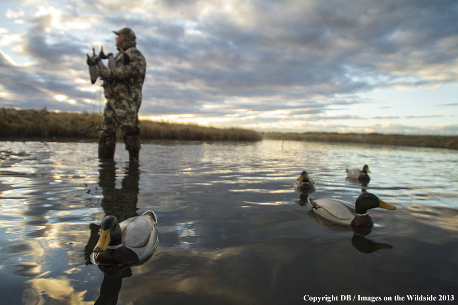 Waterfowl hunter picking up decoys.