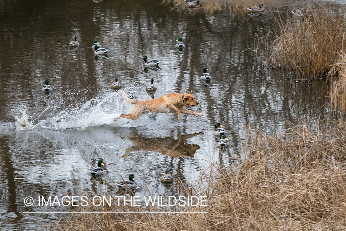 Yellow Lab retrieving bagged duck.