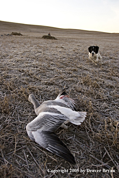 Springer Spaniel retrieving snow goose.