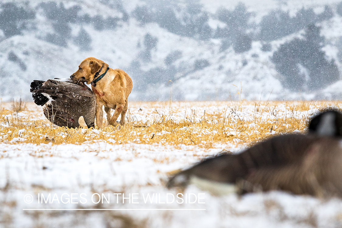 Lab retrieving Canada goose.