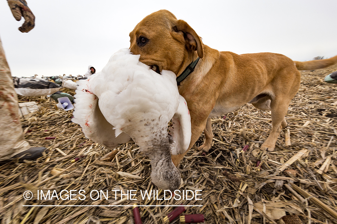 Lab retrieving bagged goose.