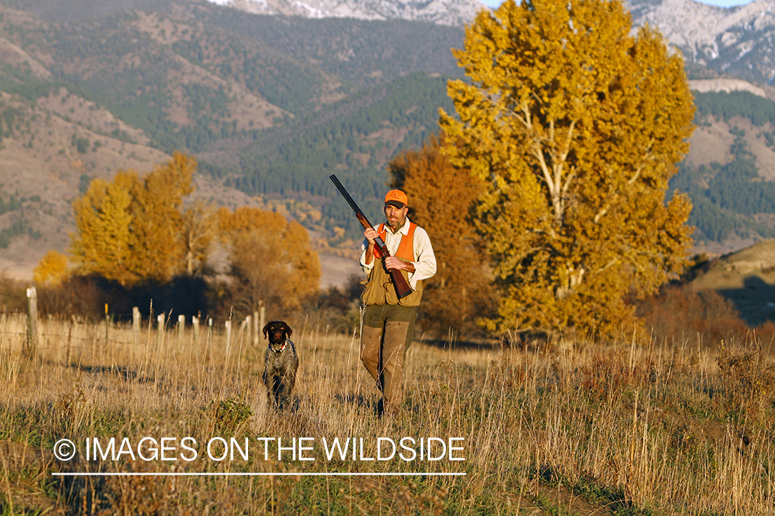 Upland game bird hunter in field with Griffon Pointer.