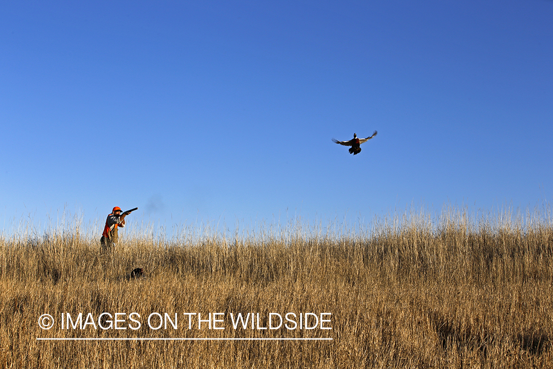 Pheasant hunter shooting at flushed pheasant.