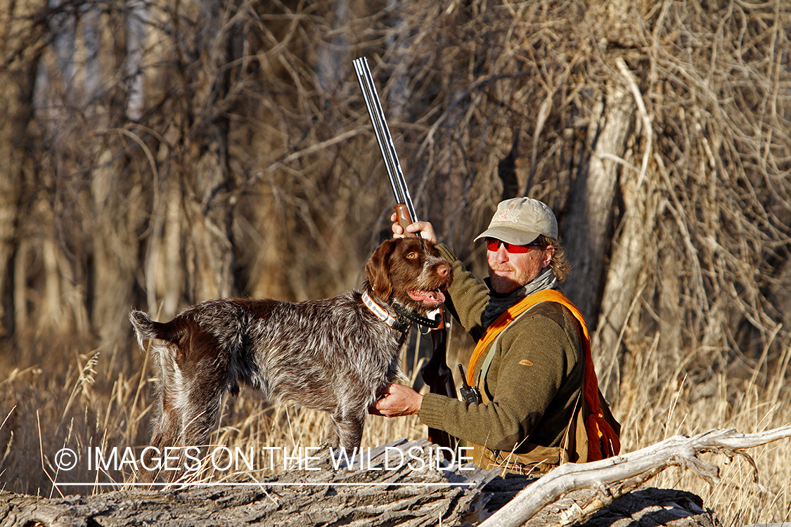 Pheasant hunter in field.