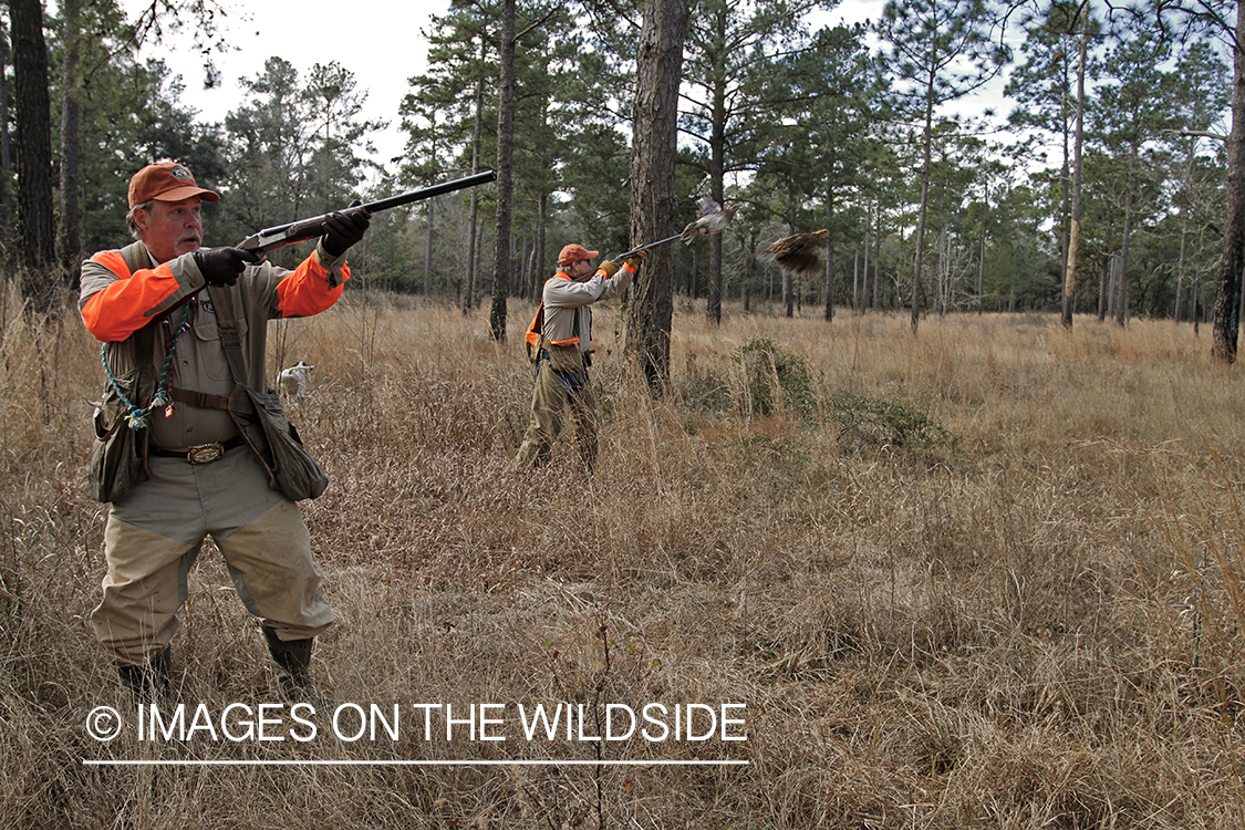 Bobwhite quail hunters shooting at flushing bobwhite quail.