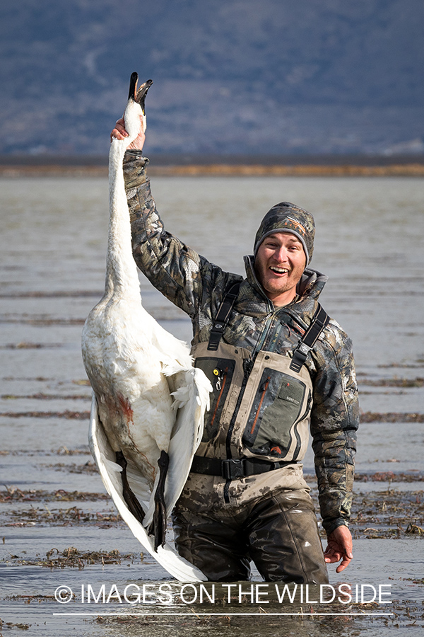 Bagged Tundra Swan.