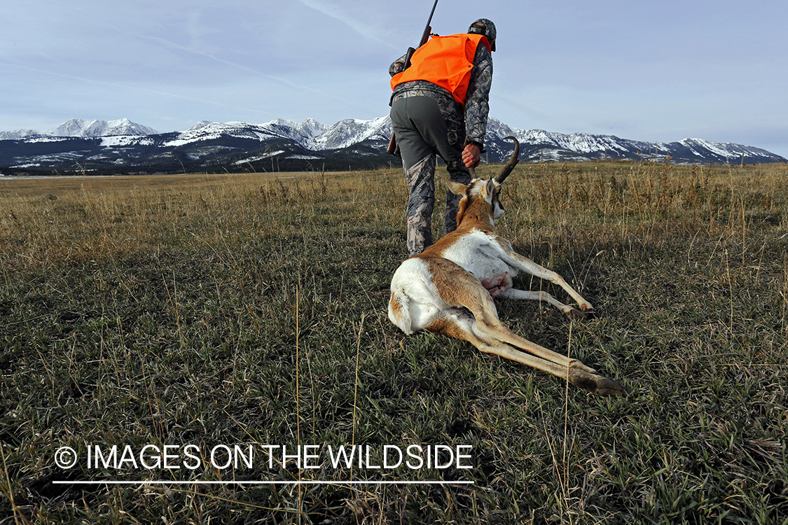 Pronghorn Antelope hunter dragging bagged antelope buck.