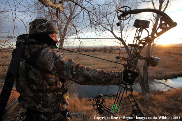 Bowhunter taking aim from tree stand. 