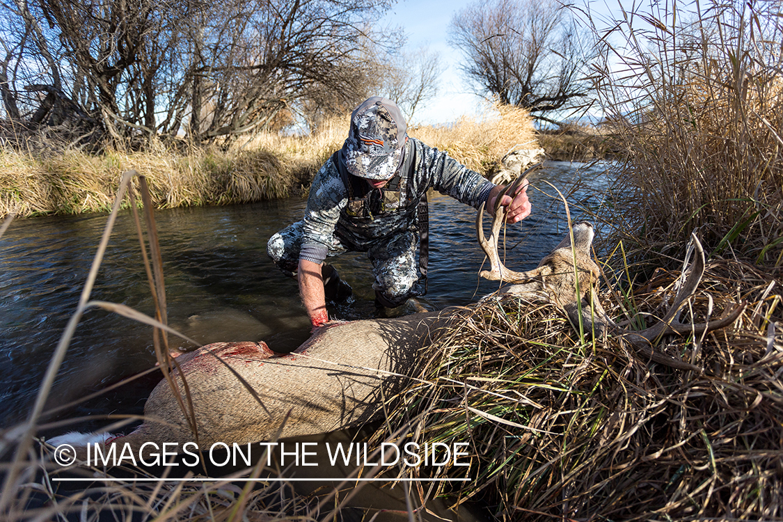 Bow hunter washing out field dressed white-tailed deer.