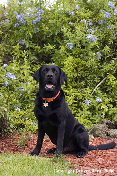 Black Labrador Retriever. 